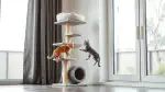 Trockenfutter für Kitten