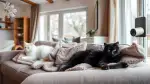 Katzenüberwachungskamera: Die Augen für deine Abwesenheit