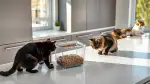 Katzenfutter Aufbewahrung: Tipps für maximale Frische