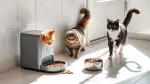 Diätfutter für Katzen: Der Weg zur gesunden Gewichtskontrolle