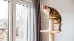 DIY Katzen-Kletterwand selber bauen