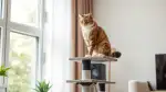 Seniorenfutter für Katzen: Warum es so wichtig ist