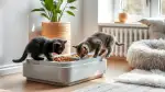 Übergang zu fester Nahrung bei Kitten