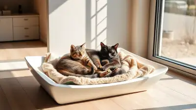 Katzenvergiftungen erkennen und behandeln