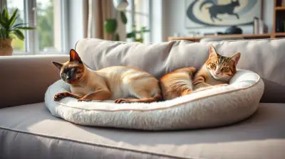 Nächtliches Spielverhalten bei Katzen
